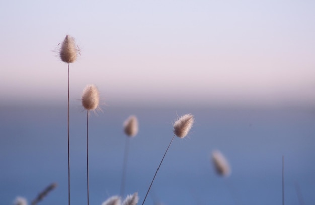 Foto nahaufnahme von blumen, die auf dem feld wachsen