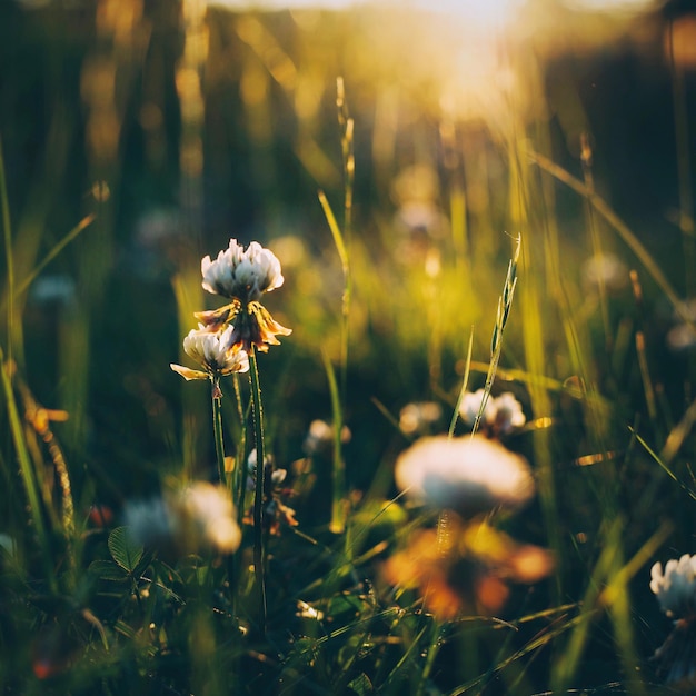 Nahaufnahme von Blumen, die auf dem Feld wachsen