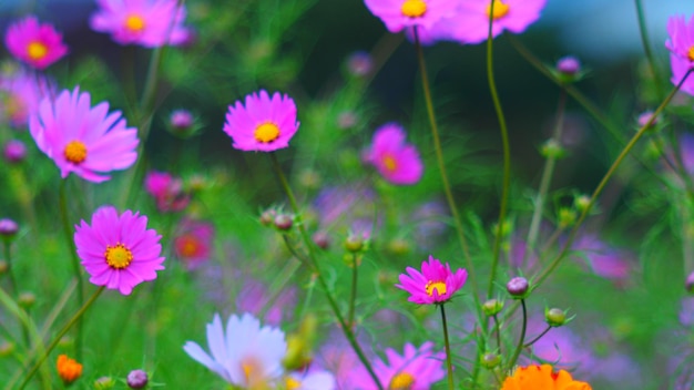 Nahaufnahme von Blumen, die auf dem Feld wachsen