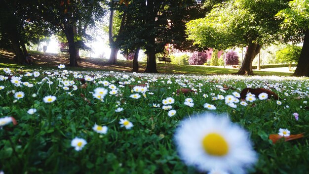 Nahaufnahme von Blumen, die auf einem Baum blühen