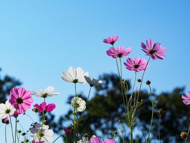 Nahaufnahme von Blumen, die gegen den klaren blauen Himmel im Park wachsen