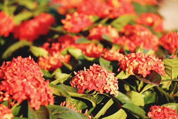 Nahaufnahme von Blumen, die im Freien blühen