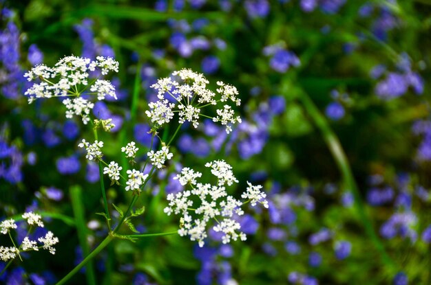 Foto nahaufnahme von blumen, die im freien blühen