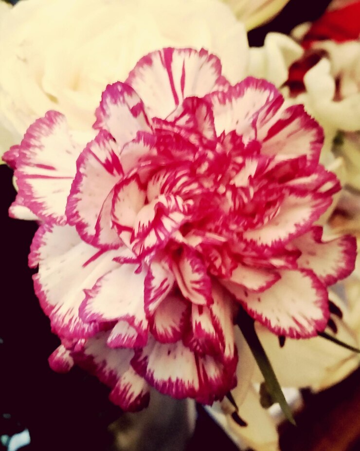 Foto nahaufnahme von blumen, die im freien blühen