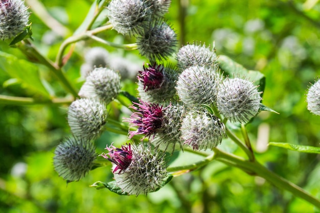 Foto nahaufnahme von blumen, die im freien blühen