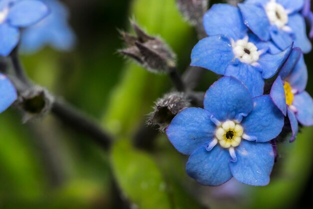 Foto nahaufnahme von blumen, die im freien blühen