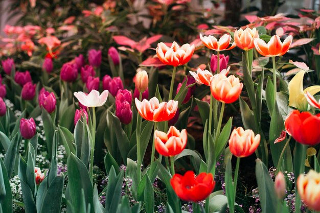 Foto nahaufnahme von blumen, die im freien blühen