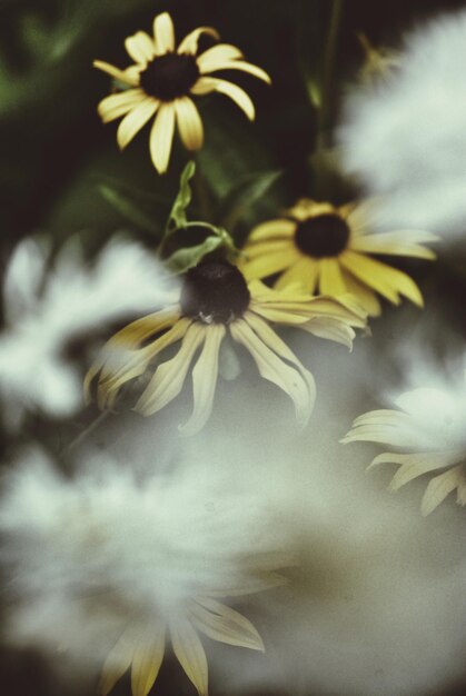 Foto nahaufnahme von blumen, die im freien blühen