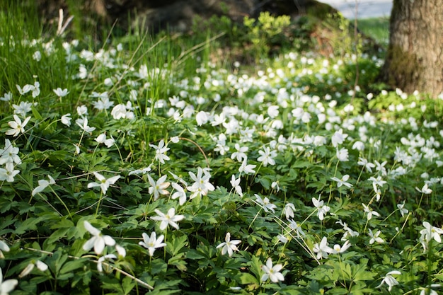 Foto nahaufnahme von blumen, die im freien blühen