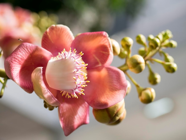 Nahaufnahme von Blumen, die im Freien blühen