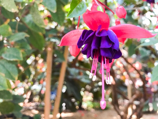 Foto nahaufnahme von blumen, die im freien blühen