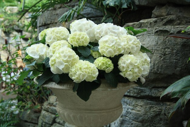 Foto nahaufnahme von blumen, die im freien blühen