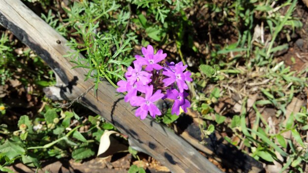 Foto nahaufnahme von blumen, die im freien blühen