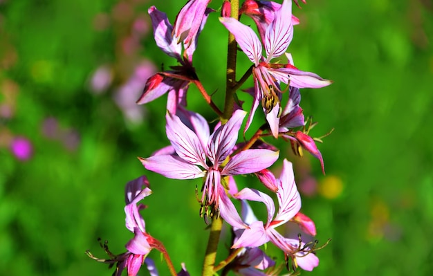 Foto nahaufnahme von blumen, die im freien blühen