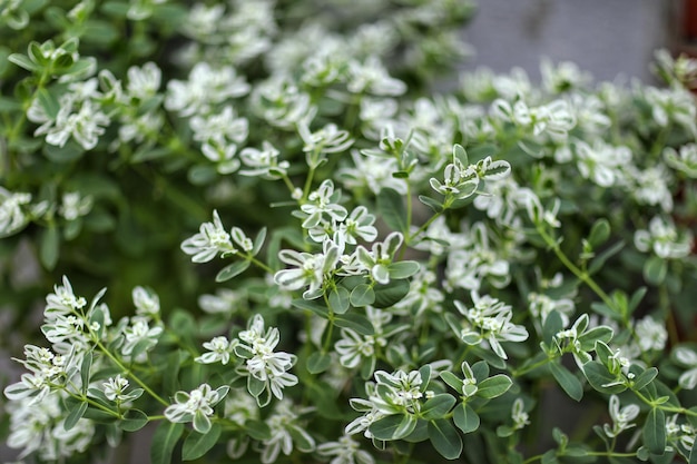 Foto nahaufnahme von blumen, die im freien blühen