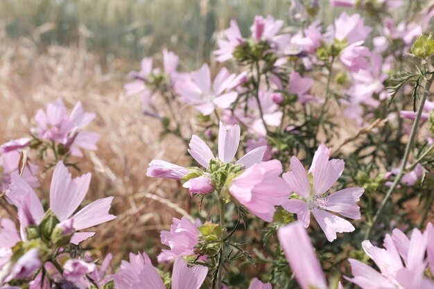 Foto nahaufnahme von blumen, die im freien blühen