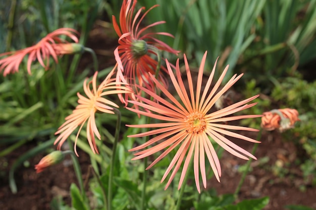 Nahaufnahme von Blumen, die im Freien blühen