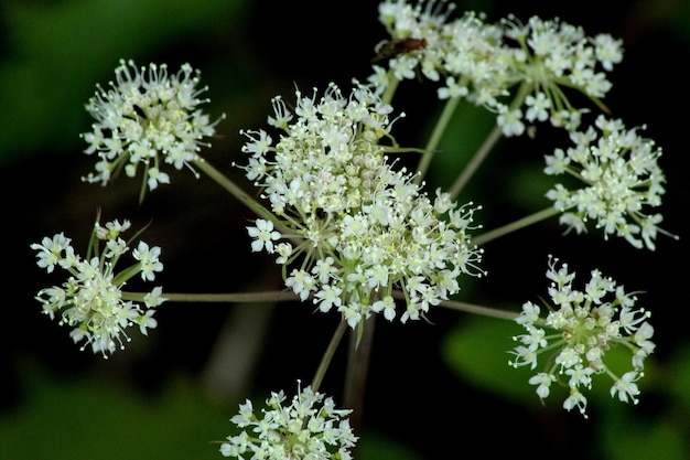 Foto nahaufnahme von blumen, die im freien blühen