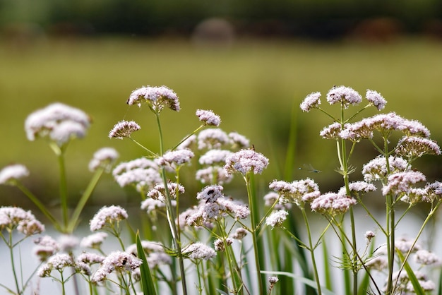 Nahaufnahme von Blumen, die im Freien wachsen