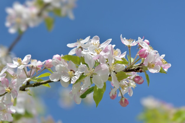 Nahaufnahme von Blumen, die im Frühling auf einem Apfelbaum vor blauem Himmelshintergrund blühen