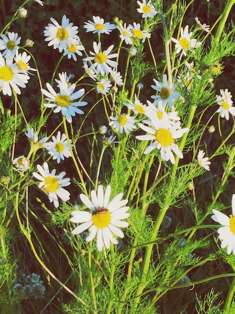 Foto nahaufnahme von blumen, die im frühling blühen