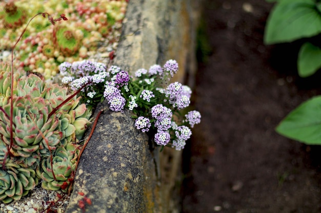 Nahaufnahme von Blumen, die im Garten wachsen