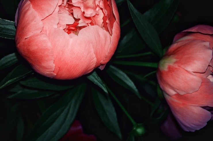 Foto nahaufnahme von blumen, die nachts im freien wachsen
