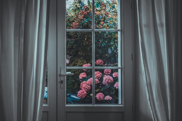 Nahaufnahme von Blumen durch das Fenster