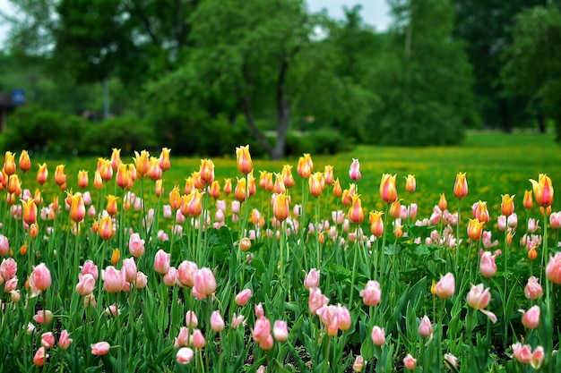 Nahaufnahme von Blumen gegen Bäume