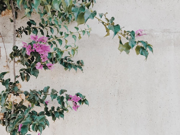 Foto nahaufnahme von blumen gegen den efeu