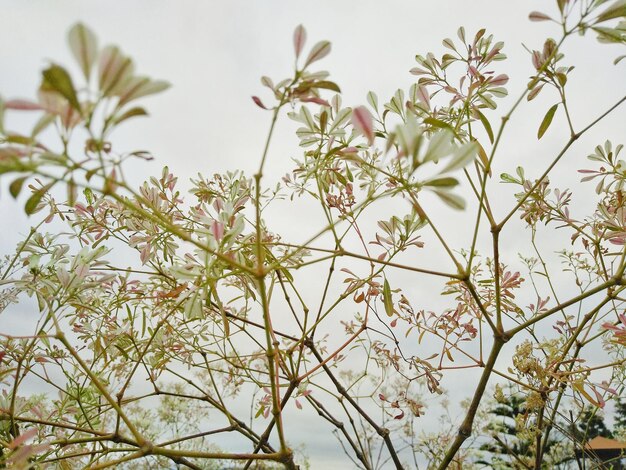 Foto nahaufnahme von blumen gegen den himmel