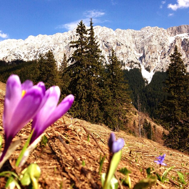 Nahaufnahme von Blumen gegen die Landschaft