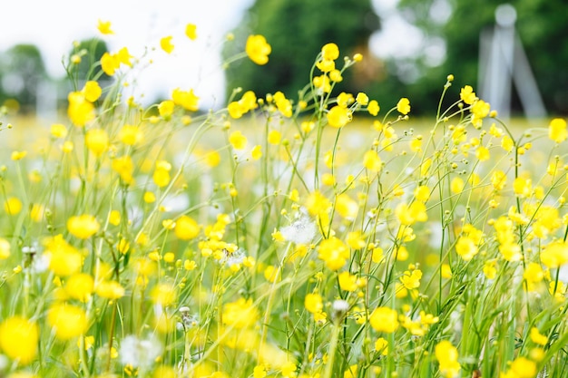 Nahaufnahme von Blumen Gelbe Blumen wachsen auf dem Feld Park Gartenblumen Natur Butterblumen