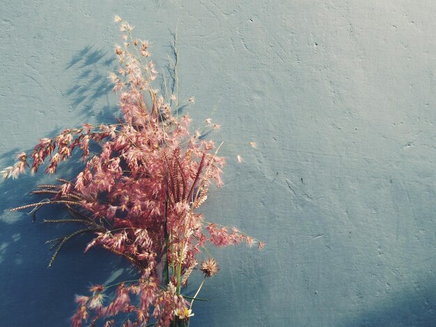 Nahaufnahme von Blumen im Meer