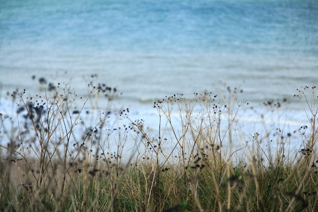 Nahaufnahme von Blumen im See