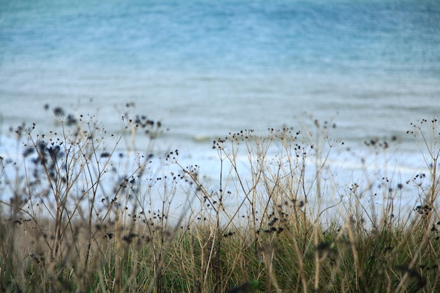 Foto nahaufnahme von blumen im see