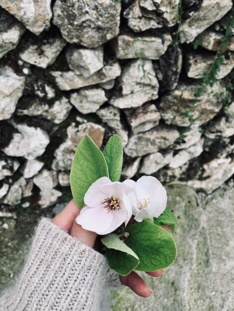 Foto nahaufnahme von blumen in der hand