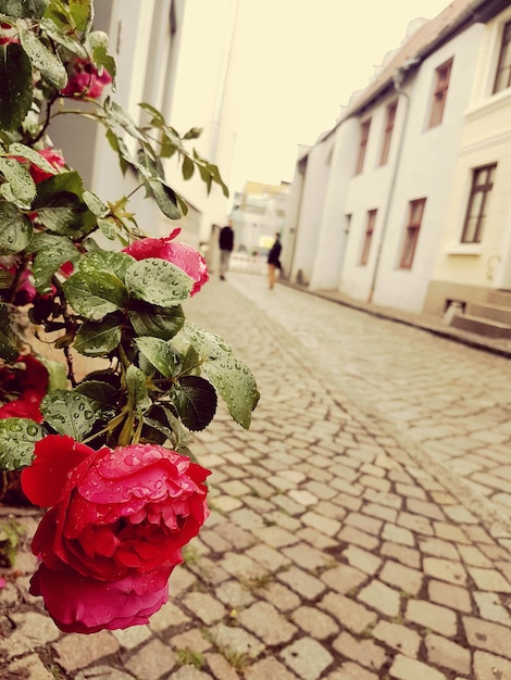 Nahaufnahme von Blumen in der Stadt