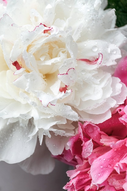 Nahaufnahme von Blumen Pfingstrosen. Weiße und rosa Pfingstrosen Nahaufnahme. Hintergründe für Blogger, Beauty-Meister.