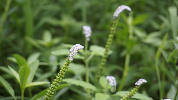 Nahaufnahme von Blumen von Heliotropium indicum, auch bekannt als Turnsole Indisches Heliotrop Indien Heliotrop Auge helles indisches Turnsole weißes klares wildes Clary Alacrancillo