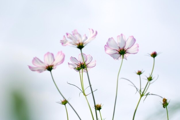 Foto nahaufnahme von blumen vor klarem himmel