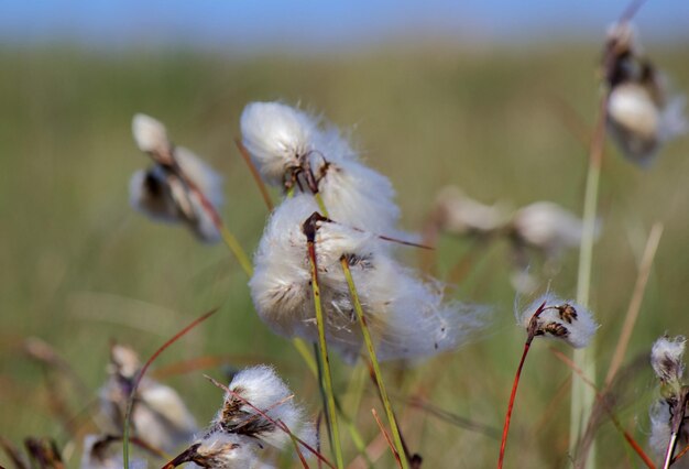 Nahaufnahme von Blumen vor verschwommenem Hintergrund