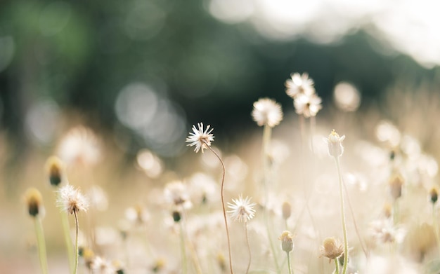 Foto nahaufnahme von blumen vor verschwommenem hintergrund