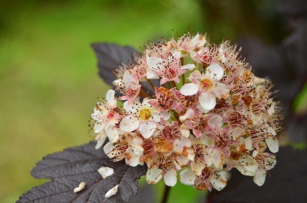 Foto nahaufnahme von blumen vor verschwommenem hintergrund