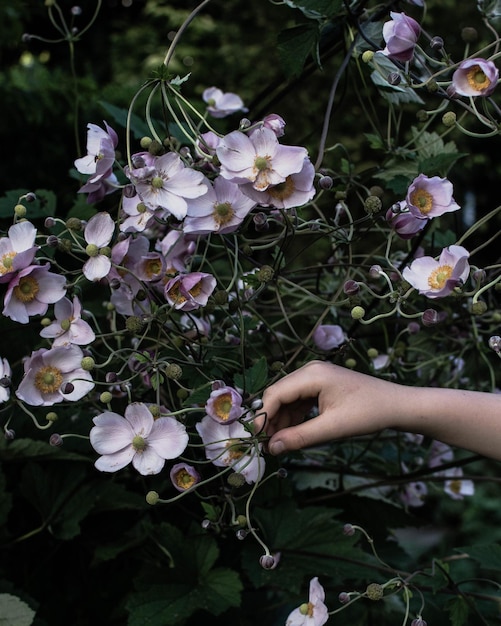 Foto nahaufnahme von blumen