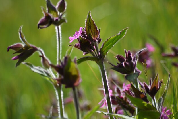 Foto nahaufnahme von blumen