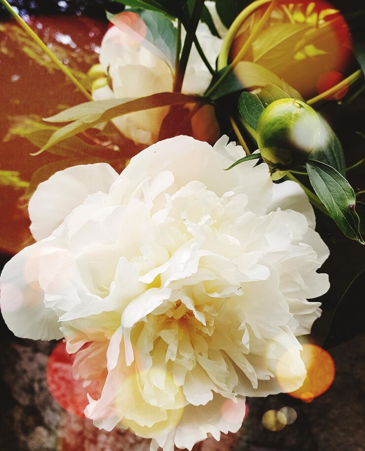 Foto nahaufnahme von blumen