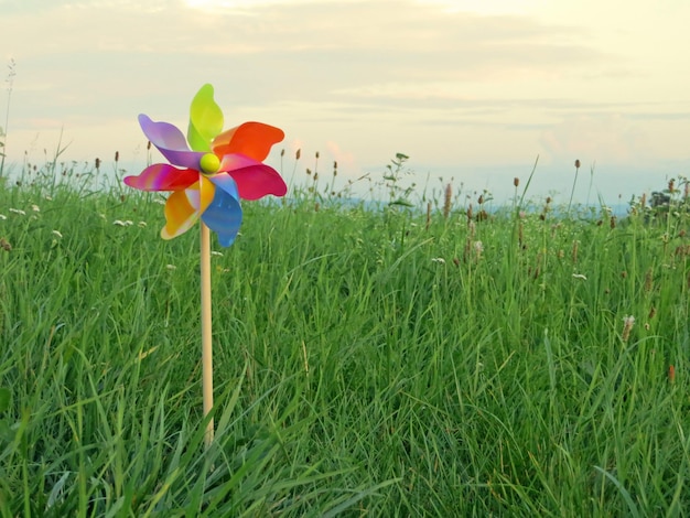 Nahaufnahme von Blumen