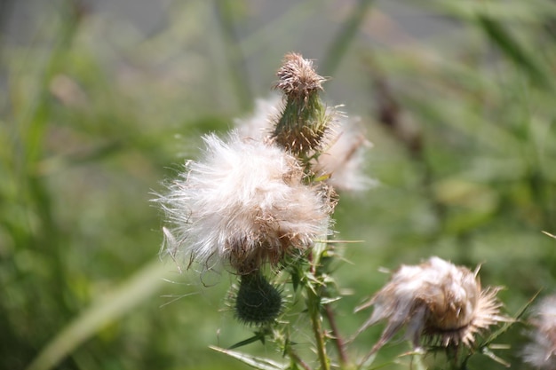 Foto nahaufnahme von blumen