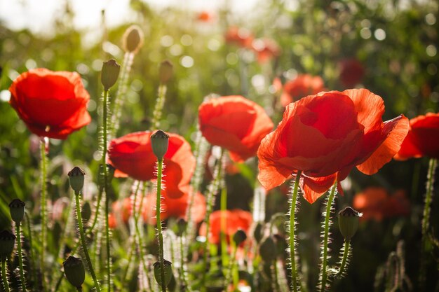 Nahaufnahme von Blumen